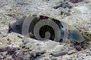 An Abudjubbe Wrasse Cheilinus abudjubbe in the Red Sea