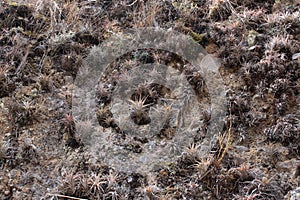 An abundance of air plants growing on a mountainside in the Sacred Valley of Peru