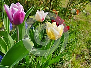Abundance of blooming tulips in garden