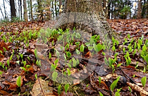 An abundance of Canada mayflower plants emerging in a spring forest.