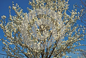 Abundance of cherry tree blooming flowers at spring time