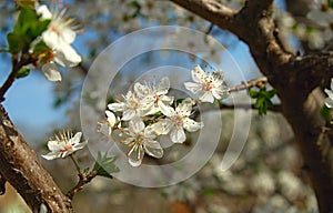 Abundance of cherry tree blooming flowers at spring time