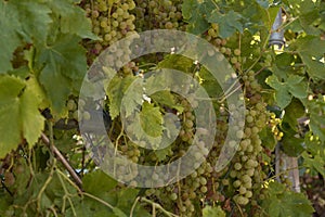 An abundance of clusters of sweet organic grapes growing on vines ready for harvest, juicy healthy food