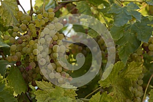 An abundance of clusters of sweet organic grapes growing on vines ready for harvest, juicy healthy food