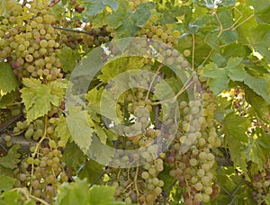 An abundance of clusters of sweet organic grapes growing on vines ready for harvest, juicy healthy food