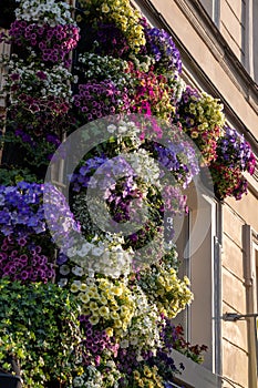 Abundance of colorful flowering plants on facade of house. Exterior of cafe restaurant at entrance