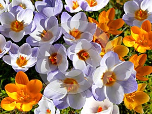 Abundance of crocusses on a green grass background