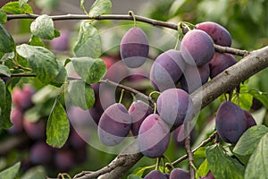 A lot of of damson plums