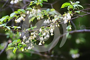 Abundance of delicate flowers on little silverbell (Halesia carolina)