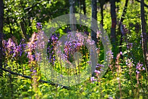 Abundance of flowering alpine sow-thistle (Cicerbita alpina)