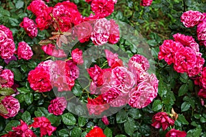 Abundance fresh full bloom bunches of beautiful red rose flowers with green leave garden background on rainy day, selective focus