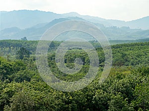 Abundance green tropical rain forest jungle mountains. Top view forest landscape in Thailand