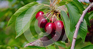 Abundance. Macro. Close-up of tree branch full of ripe sweet cherries. Plantation. Ripe sweet red garden berries