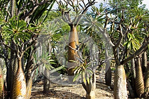 Abundance of Madagascar palms, Pachypodium lamerei.