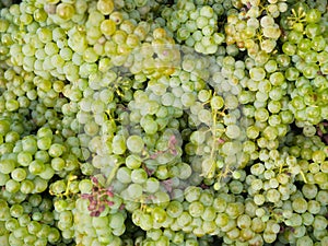 Abundance od fresh green grapes.