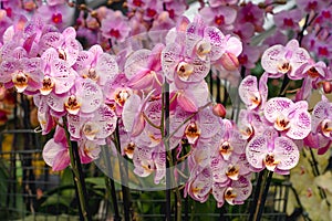 Abundance of purple blooming phalaenopsis orchids, exotic plants