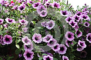 Abundance purple two-tone colour Petunia flowers
