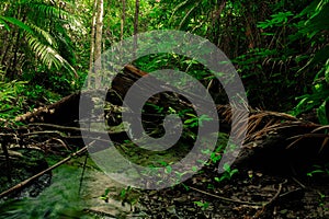 The abundance of rainforests with dead wood and verdant moss