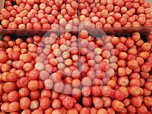 Abundance of red ripe juicy tomatoes