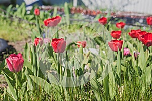 Abundance of red tulips in the meadow