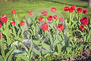 Abundance of red tulips in the meadow