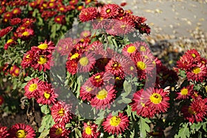 Abundance of red and yellow flowers of semidouble Chrysanthemums in November