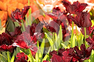 An abundance of tulip flowers in a flower bed. Dark red tulips with fringed petals. Beautiful spring picture