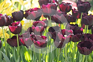 An abundance of tulip flowers in a flower bed. Dark red tulips with fringed petals. Beautiful spring picture