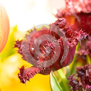 An abundance of tulip flowers in a flower bed. Dark red tulips with fringed petals. Beautiful spring picture