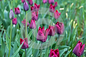 An abundance of tulip flowers in a flower bed. Dark red tulips with fringed petals. Beautiful spring picture