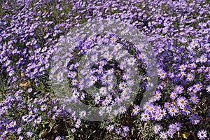 Abundance of violet flowers of Michaelmas daisies