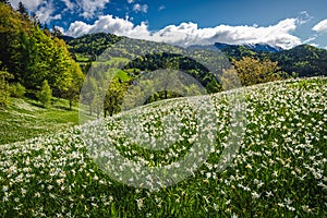 Abundance white daffodil flowers on the hills in Slovenia