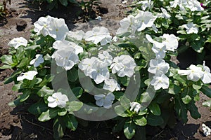 Abundance of white flowers of Catharanthus roseus