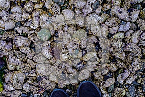 An abundance of wild oysters grow on the seabed at Piper's Lagoon on Vancouver Island, Canada.