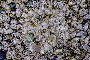 An abundance of wild oysters grow on the seabed at Piper's Lagoon on Vancouver Island, Canada.