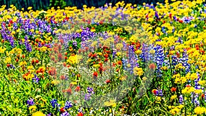 An abundance of wildflowers on Juniper Ridge in the high alpine