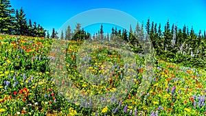 An abundance of wildflowers on Juniper Ridge in the high alpine photo