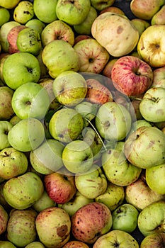 An Abundance of Windfall Apples in September