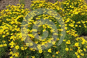 Abundance of yellow flowers of Coreopsis verticillata