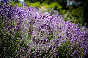 Abundand lavender flowers in bloom.