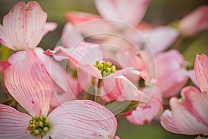 An abundace of Flowering pink Dogwood blossoms