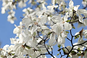 Abundant blossom of white magnolia. Beautiful spring flowers. Magnolia denudata