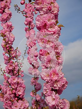 Abundant cherry blossom in springtime