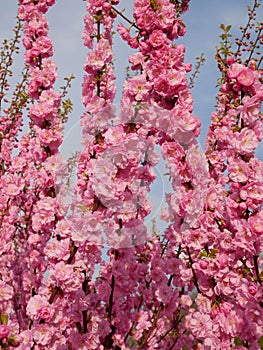 Abundant cherry tree blossom in springtime