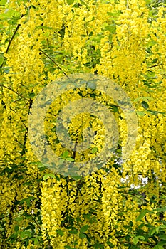 Abundant flowering of the anagyr boletus Laburnum anagyroides Medik.. Background