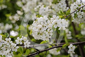 Abundant flowering cherry. Branches are abundantly with delicate white flowers