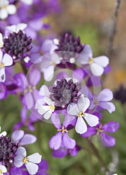 abundant flowering of Erysimum albescens, plant endemic of Gran