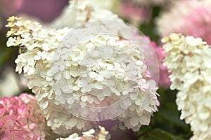 Hydrangea paniculata, panicled hydrangea, natural background