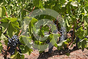 Abundant grapes in the vineyard