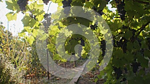 Abundant grapevines in a sunny vineyard. Viticulture and abundance concept. Design for vineyard brochure, wine
